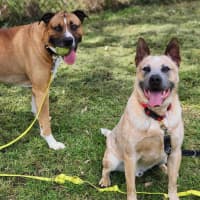 Photo of 🥏 Benji 5550 🥏