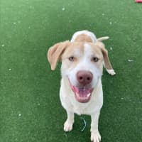 Photo of Gromit Imp 1418