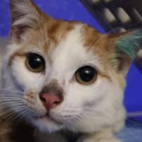 Photo of Meatball