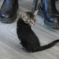 Photo of Moss