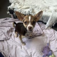 Photo of Woody