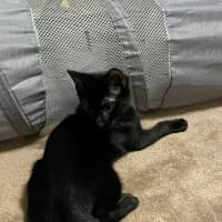 Photo of South   Meet Me At The Adoption Day 28/2