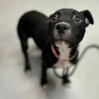Photo of Sadie