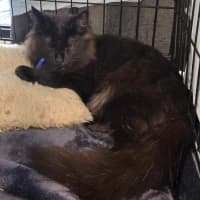 Photo of Minch   6 Month Old Domestic Mediumhair