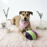 Photo of Poppy