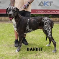 Photo of Bandit