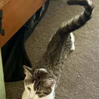 Photo of Smudge