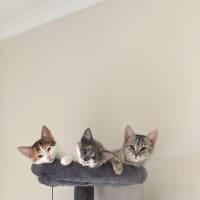 Photo of Maxi Meet Me@Petstock Keysborough Store