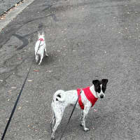 Photo of Latte And Oreo