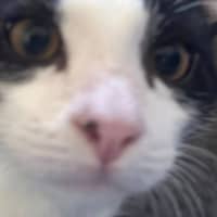 Photo of Melon