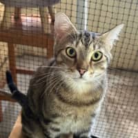 Photo of Tuppence