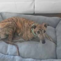 Photo of Fifty, The Greyhound