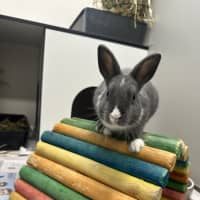 Photo of Muffin