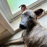 Photo of Scoobie 