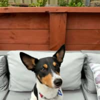 Photo of Sooky   1 Year Old Mini Foxie X