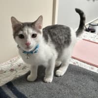 Photo of Oleander (Ollie)