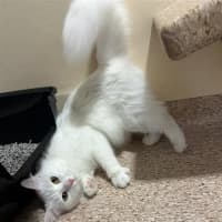 Photo of Ciri