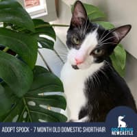Photo of Spock   10 Month Old Domestic Short Hair (Trial)