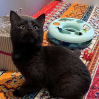 Photo of Shadow