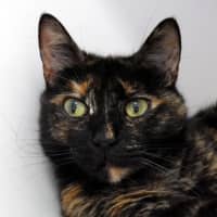 Photo of Luna Sua014781