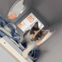 Photo of Betty Rubble 