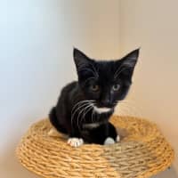 Photo of Pookie Meet Me@Petstock Mornington Nepean Hwy 