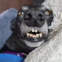 Photo of Maggie