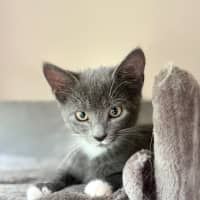 Photo of Mia 💕😽🐾