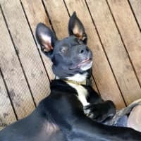 Photo of Rover