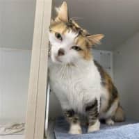 Photo of Honey