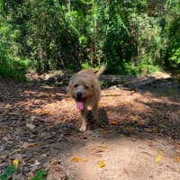 Photo of Koda