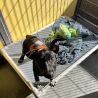Photo of Ulysses 