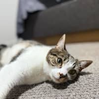 Photo of Blaze