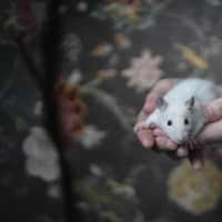 Photo of Seagull And Roach