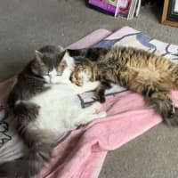 Photo of Hissy Elliot *9 Lives Project Rescue*