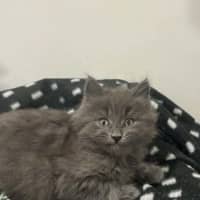 Photo of Nimbus 
