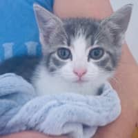 Photo of Lulu
