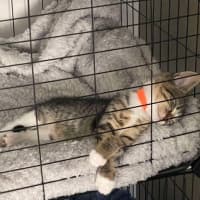 Photo of Juno