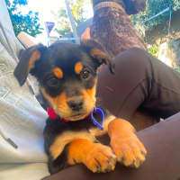 Photo of Elsie   11 Week Old Pug X Cavalier X Kelpie