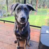 Photo of Tilly