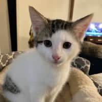 Photo of Cosmo