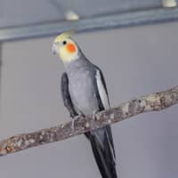 Photo of Pretty Boy