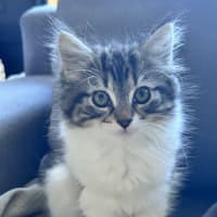 Photo of Poppy   Located In Lower Plenty