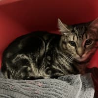 Photo of Moogie