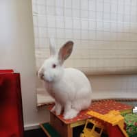 Photo of Stuart Little