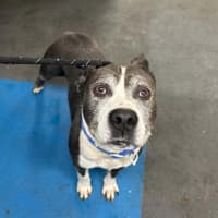 Photo of Hector