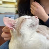 Photo of Dougal   Reduced Adoption Fee