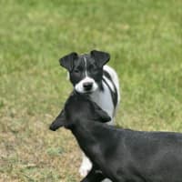 Photo of Tortilla 