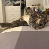 Photo of Luna
