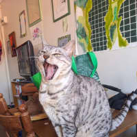 Photo of Maebe   In Foster Care In Thornbury